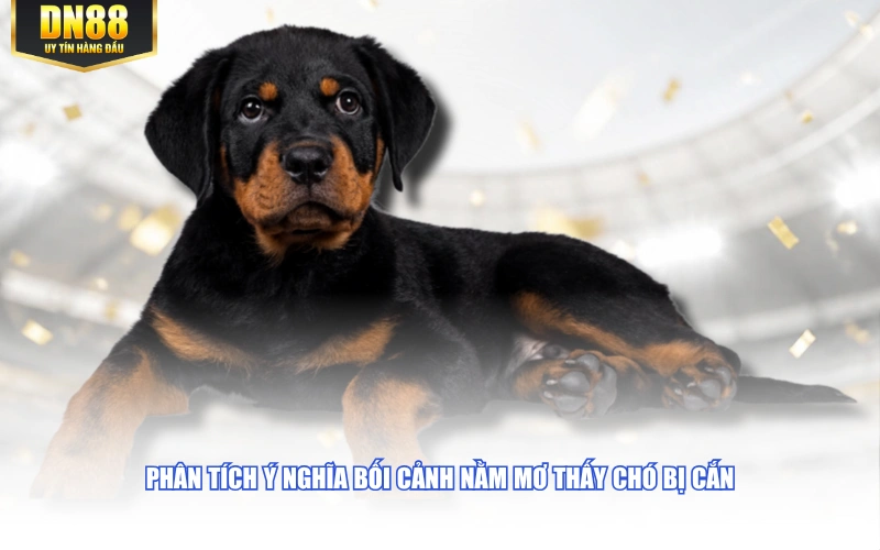 Phân tích ý nghĩa bối cảnh nằm mơ thấy chó bị cắn
